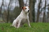 PARSON RUSSEL TERRIER 221